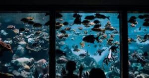 El Aquarium de Veracruz rumbo a ser el mejor de América Latina