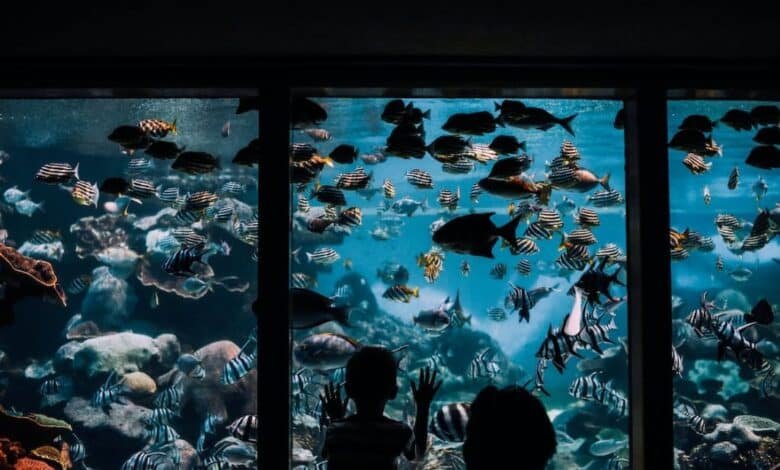 El Aquarium de Veracruz rumbo a ser el mejor de América Latina