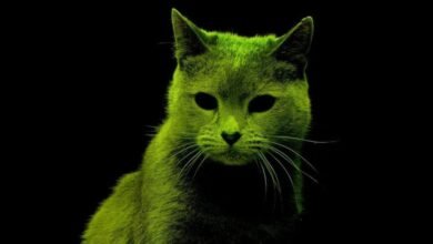 Gato radioactivo.