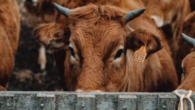 Nuevo etiquetado de EU a productos cárnicos impactará el sector ganadero