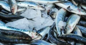 Pescado del mar de Veracruz sobresale en ventas nacionales