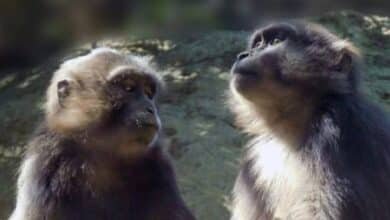 Policías en Tailandia combaten ataques de monos salvajes