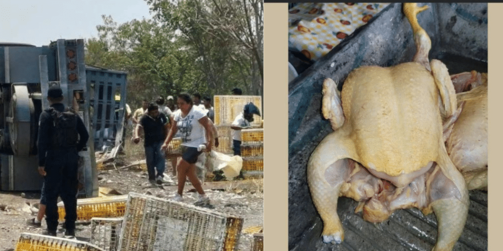Tras accidente en la autopista Cardel-Xalapa, ponen a la venta los pollos robados en rapiña