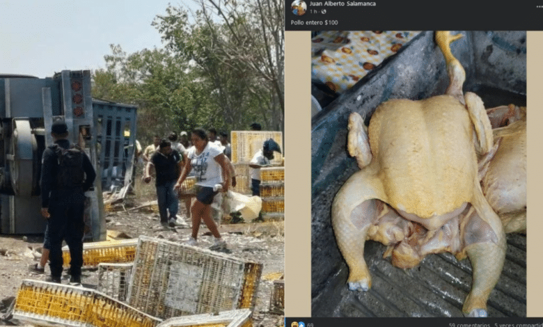 Tras accidente en la autopista Cardel-Xalapa, ponen a la venta los pollos robados en rapiña