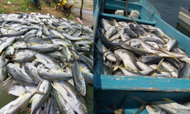 ¡Milagro! Cientos de peces jurel llegaron a la costa de Playa Hermosa a hacerles el día a pescadores