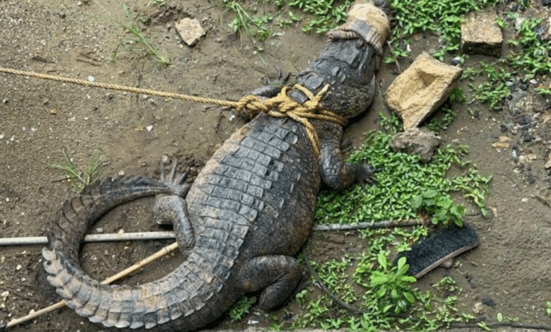 Capturan cocodrilo gigante en Coatzacoalcos