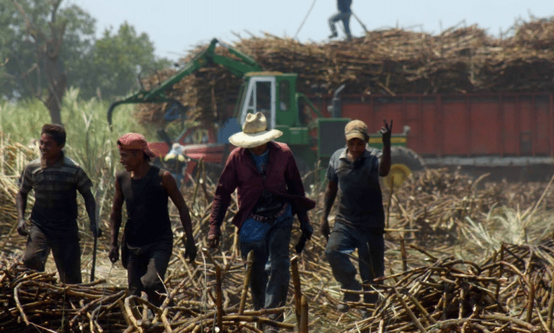 Hay escases de azúcar, ingenios no logran cumplir con meta de producción en Veracruz