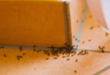 El remedio para evitar las hormigas en casa