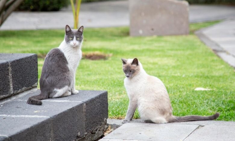 Gatos palacio naional.