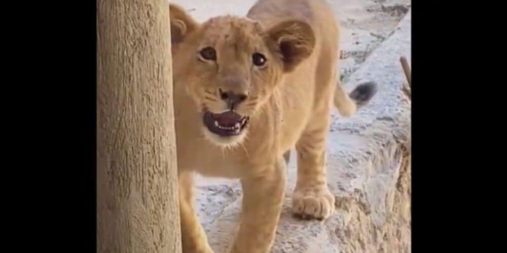 Video: Aseguran cachorro de león en un domicilio de Guadalajara