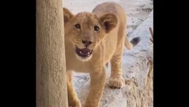 Video: Aseguran cachorro de león en un domicilio de Guadalajara