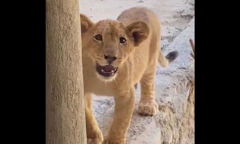 Video: Aseguran cachorro de león en un domicilio de Guadalajara