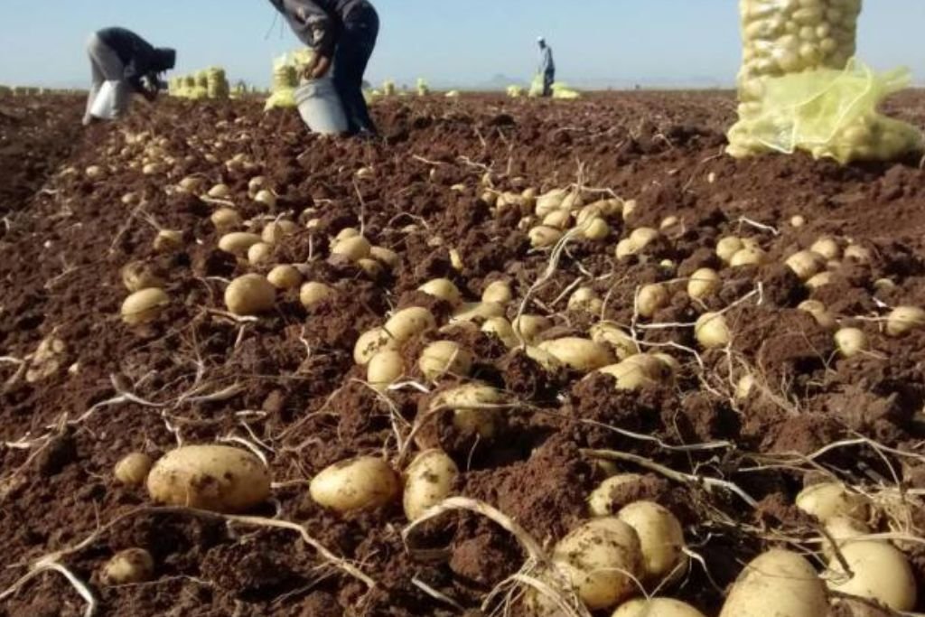 Preocupación en Veracruz por uso desmedido de agroquímicos en cultivos de papa - El Momento Veracruz