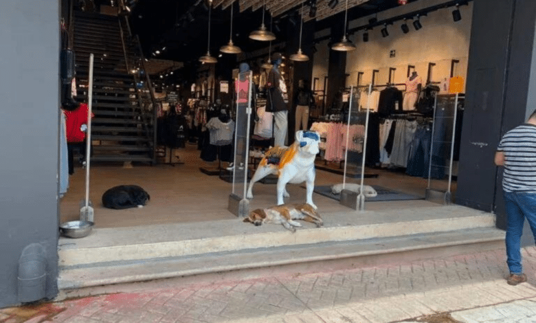 Lomitos se refugian del calor en tienda de ropa en Coatzacoalcos