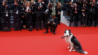 Messi, el perro actor triunfa en Cannes, tendrá su propia serie