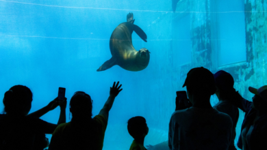 Estrenan nueva área del Aquarium de Veracruz, visitantes disfrutan del martes gratis