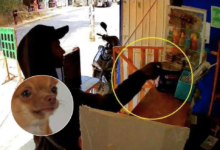 Video: Par de ladrones se robaron donativos de asociación de perritos Ada Azul en Xalapa