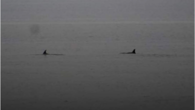 Captan manada de delfines en playas de Coatzacoalcos
