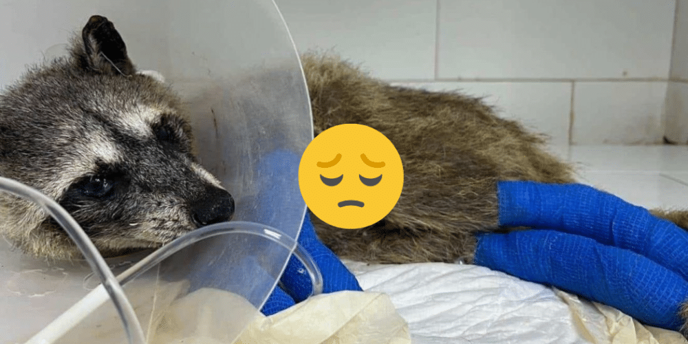 Rescatan abuelita mapache de un incendio en Boca del Río, necesita tratamiento