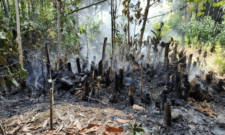 Controlan incendios forestales en Xico