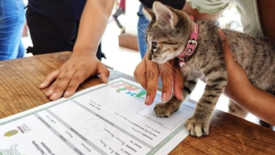 En este lugar de Veracruz tus mascotas ya pueden tener acta de nacimiento