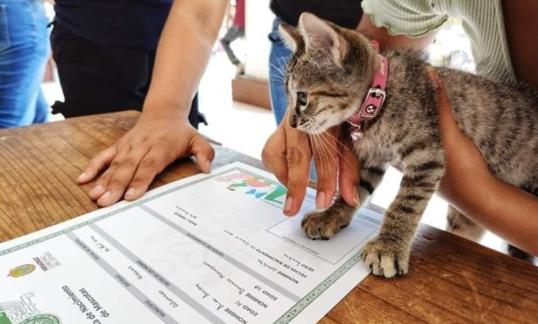 En este lugar de Veracruz tus mascotas ya pueden tener acta de nacimiento