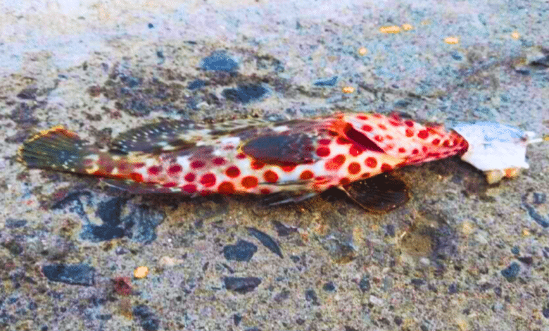 Aparición de pez manchado en Veracruz genera controversia en redes