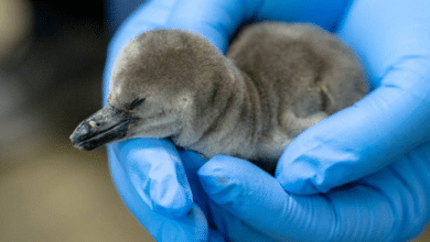 Nace pingüino en Aquarium del Puerto de Veracruz