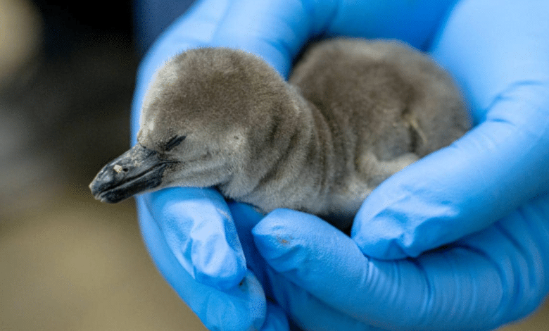 Nace pingüino en Aquarium del Puerto de Veracruz