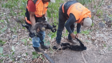 Reportan fallecimiento de nueve monos por altas temperaturas en Veracruz