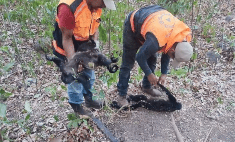 Reportan fallecimiento de nueve monos por altas temperaturas en Veracruz