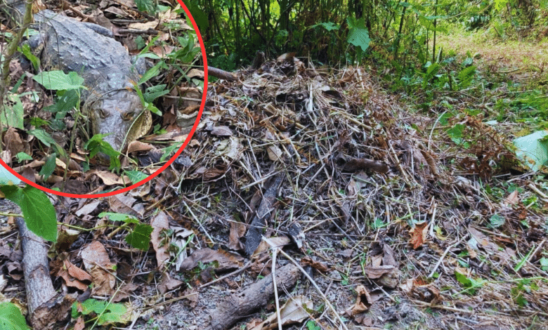 Hallan cocodrilo y su nido en una parcela de Tihuatlán