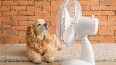 La técnica para lograr que salga más frío el aire del ventilador