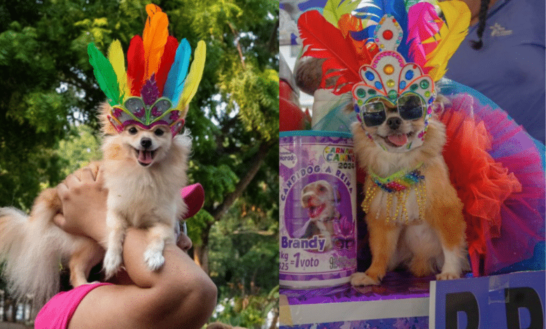 Exitoso Carnaval Canino Veracruz 2024, lograron recaudar 3 toneladas de alimento