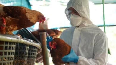 ¿Existe vacuna para la gripe aviar H5N2?