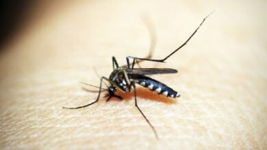 Los factores que hacen a personas "atractivas" para los mosquitos