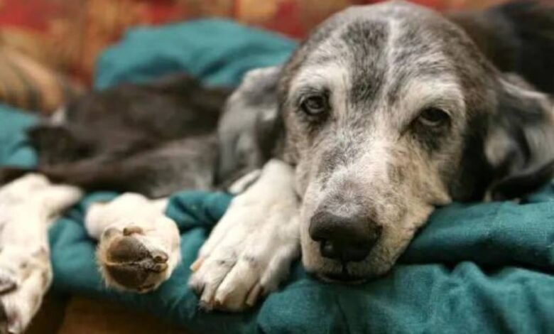 Jadeo en perros ancianos, síntomas de diversas condiciones