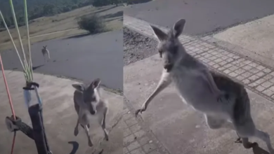 Hombre aterriza en paracaídas y se enfrenta a un canguro “boxeador”