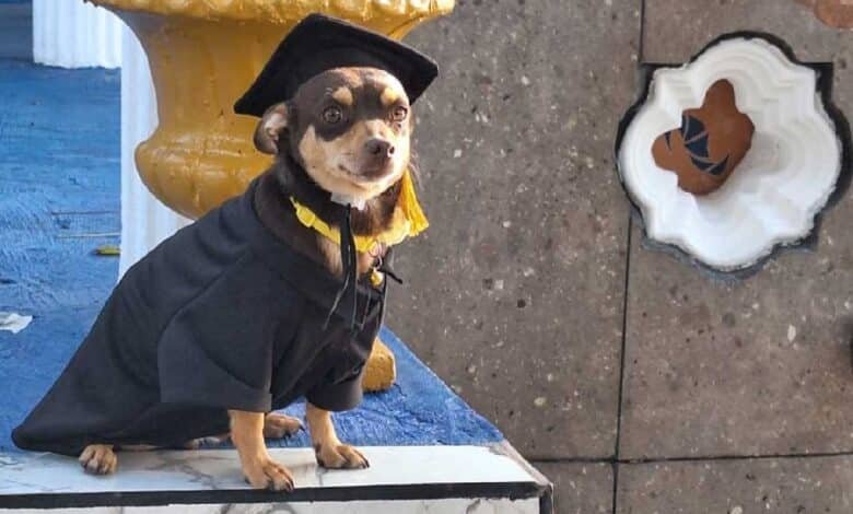 Perrito callejero se gradúa en Guanajuato y enternece redes sociales