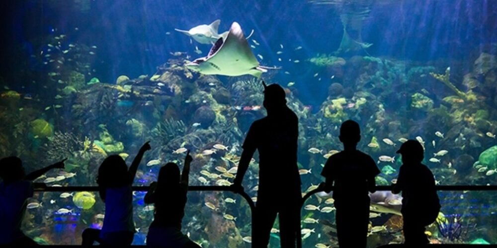 Ven a conocer las nuevas áreas del Aquarium del puerto de Veracruz