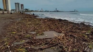 Gran cantidad de palizada llega a playas de Boca del Río; realizan limpieza