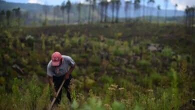 Urgen políticas para reforestar las Altas Montañas de Veracruz ante falta de sanciones por tala de árboles