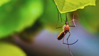 Alerta por incremento en casos de dengue Veracruz entre los más afectados