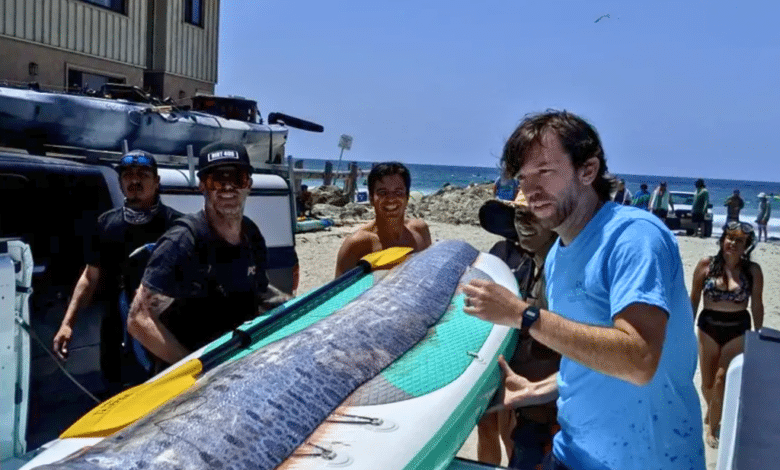 El mítico pez remo, asociado con desastres, es hallado en la costa de San Diego FOTO