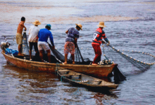 Lluvias en Veracruz reducen producción pesquera en un 50%, alertan pescadores