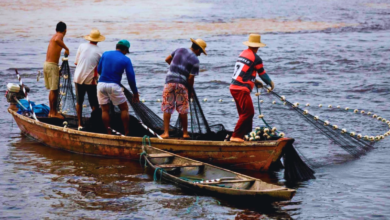 Lluvias en Veracruz reducen producción pesquera en un 50%, alertan pescadores