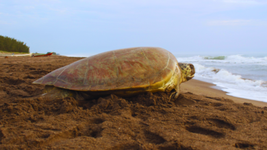 Nacen 41 crías de tortugas marinas en playas de Coatzacoalcos, Veracruz