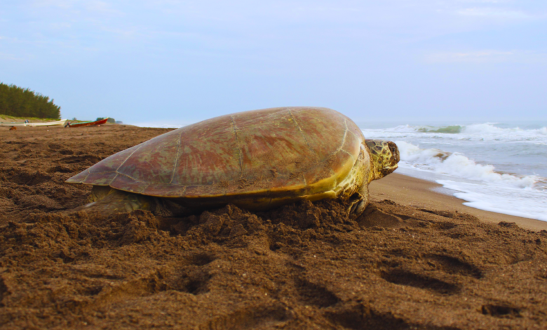 Nacen 41 crías de tortugas marinas en playas de Coatzacoalcos, Veracruz