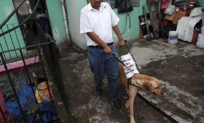 Avalan en Congreso CDMX creación de registro de perros de asistencia