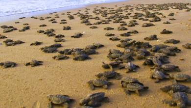 Refuerzan protección de campamentos tortugueros en Tecolutla, Veracruz